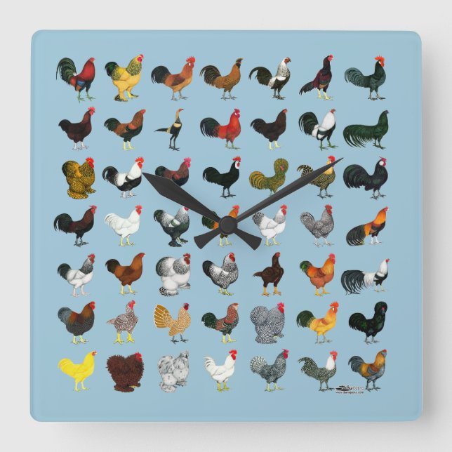 49 Roosters Square Wall Clock (Front)