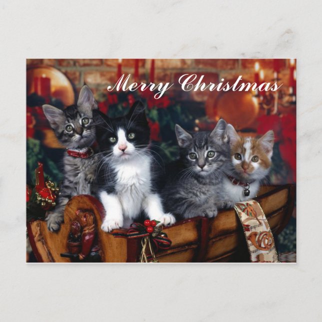 4 Cats Merry Christmas Post Card (Front)