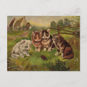 4 Cats Playing With Beetle Vintage 1900's Postcard