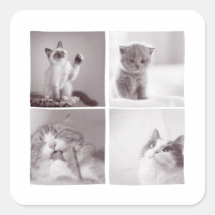 4 cute cats for cats lovers square sticker