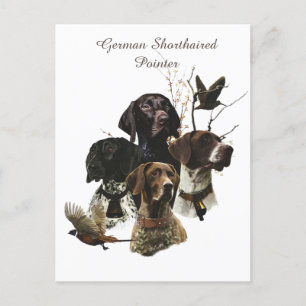 4 German Shorthaired Pointer Colours  Postcard