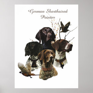 4 German Shorthaired Pointer Colours  Poster