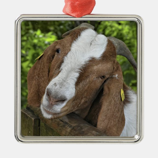 4-H Boer Goat Nanny Metal Ornament (Front)
