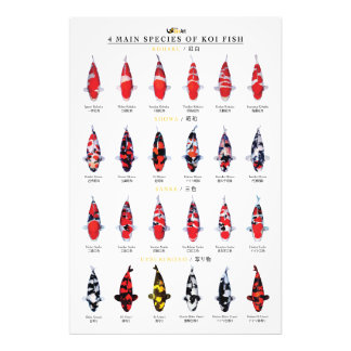 4 main species of koi fish photo print