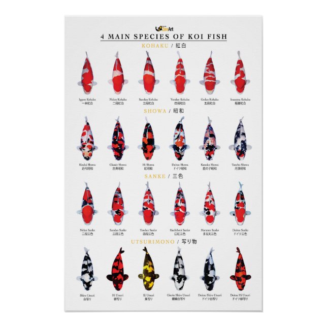 4 main species of koi fish poster (Front)