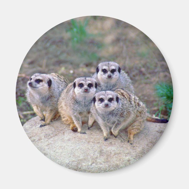 4 Meerkats Peering Magnet (Front)
