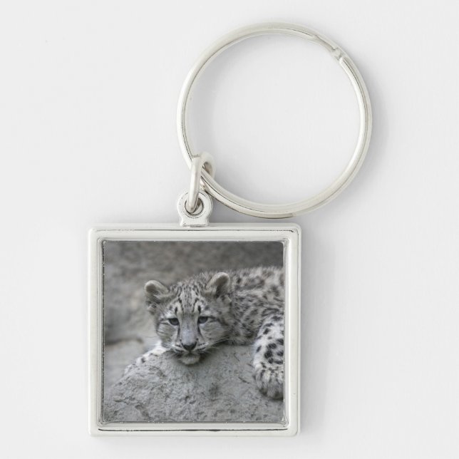 4 month old Snow leopard cub draped over a rock Keychain (Front)