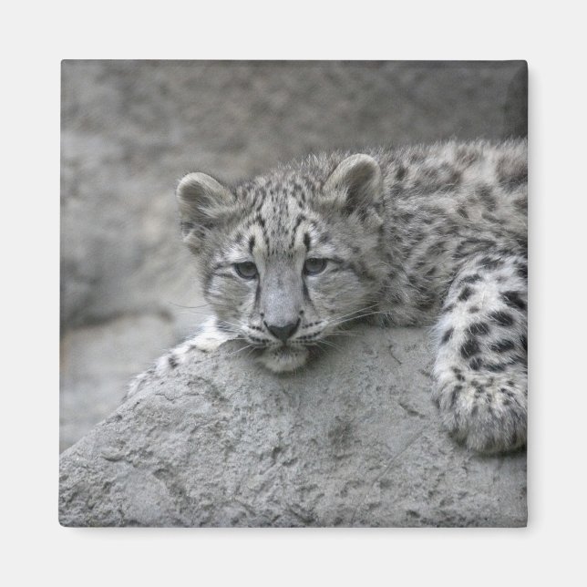4 month old Snow leopard cub draped over a rock Magnet (Front)