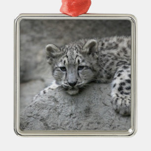 4 month old Snow leopard cub draped over a rock Metal Ornament