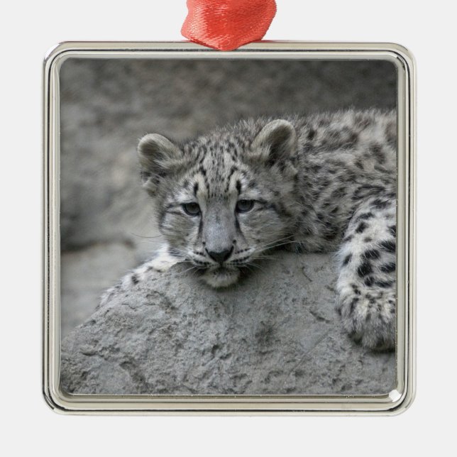 4 month old Snow leopard cub draped over a rock Metal Ornament (Front)