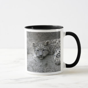 4 month old Snow leopard cub draped over a rock Mug