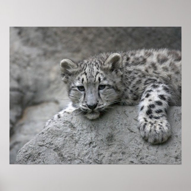 4 month old Snow leopard cub draped over a rock Poster (Front)