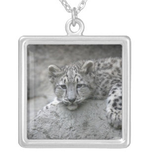 4 month old Snow leopard cub draped over a rock Silver Plated Necklace
