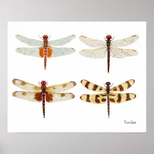 4 Poster d'Art Dragonflies