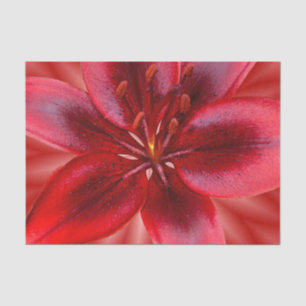4 Sizes of Tissue Gift Paper - Asiatic Lily