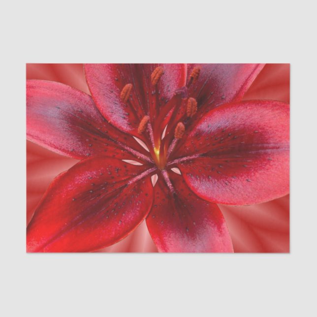 4 Sizes of Tissue Gift Paper - Asiatic Lily (Front)