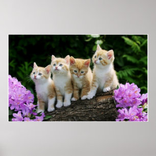 4 yellow kittens poster