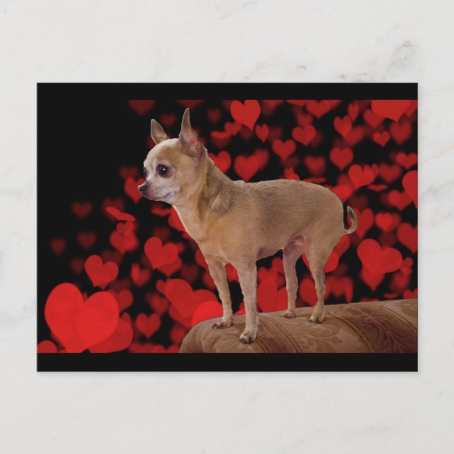 4lbs of Pure Love Postcard (Front)