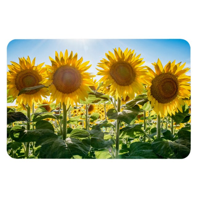 4x6 Flat Magnet (Horizontal)