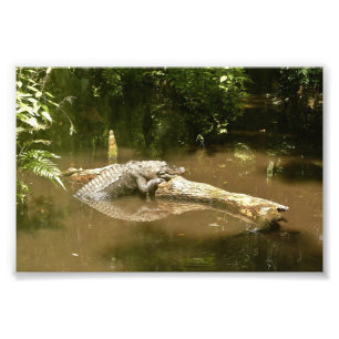 4x6 photo alligator print