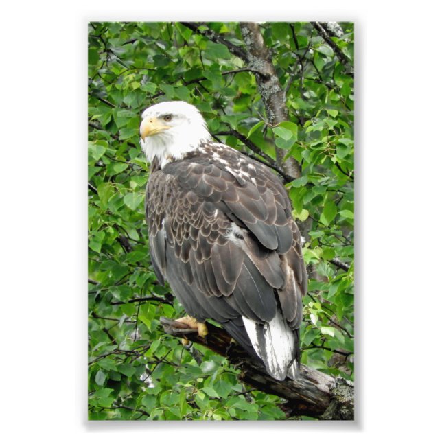 4x6 photo d'aigle (Devant)