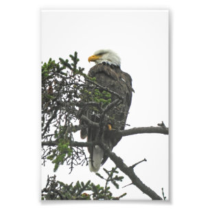 4x6 photo eagle print