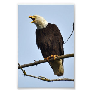 4x6 photo eagle print