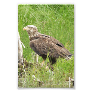 4x6 photo falcon print