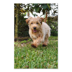 4x6 photo golden doodle puppy print