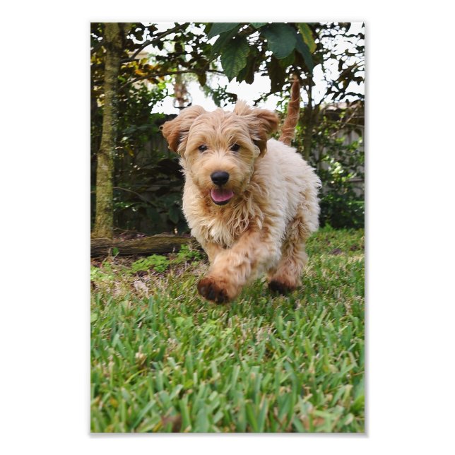 4x6 photo golden doodle puppy print (Front)