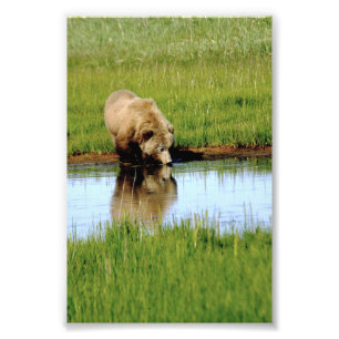 4x6 photo grizzly bear print