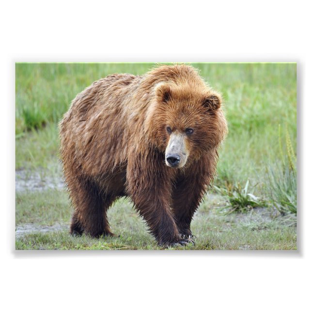 4x6 photo  grizzly bear print (Front)
