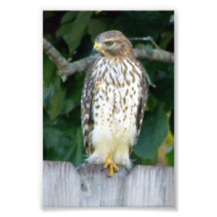 4x6 photo hawk print