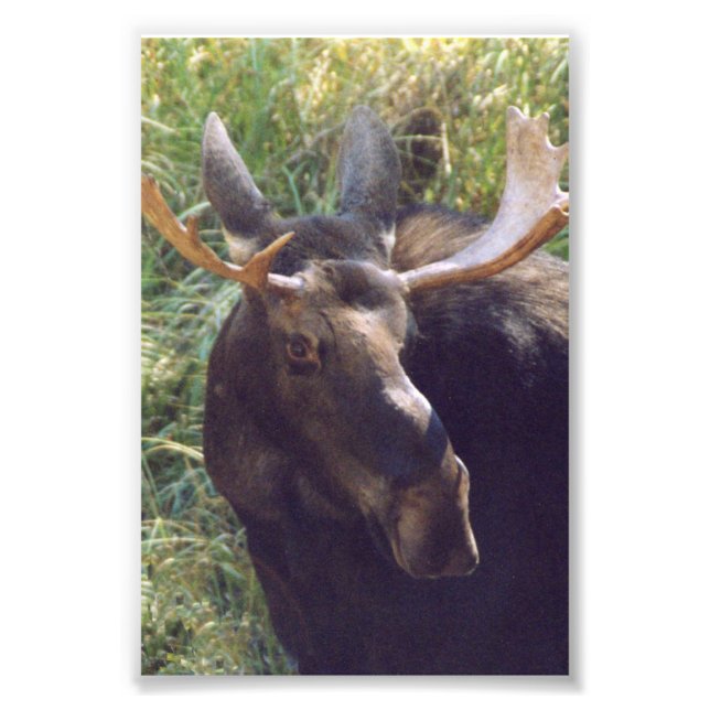4x6 photo moose (Front)