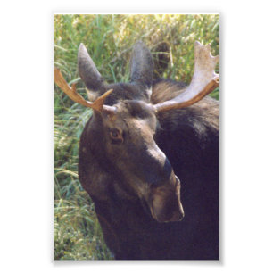 4x6 photo moose print