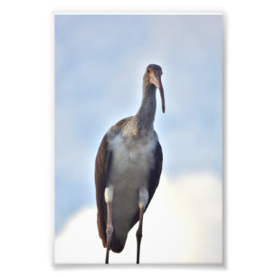 4x6 photo of crane