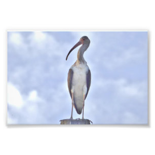 4x6 photo of crane