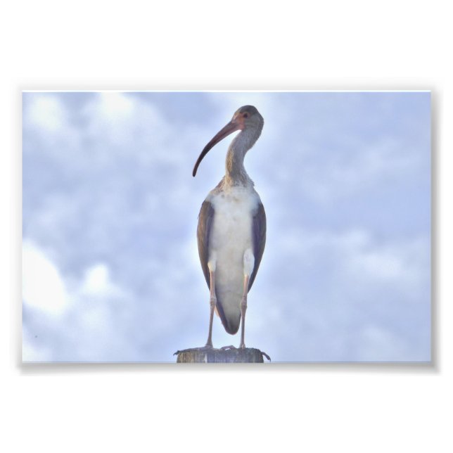 4x6 photo of crane print (Front)