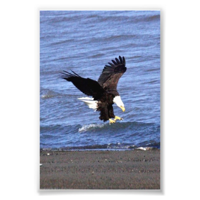 4x6 photo of eagle print (Front)