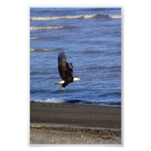 4x6 photo of eagle print