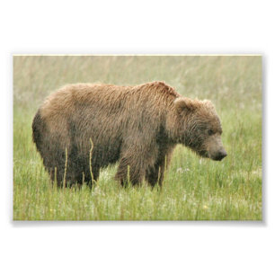 4x6 photo of grizzly bear