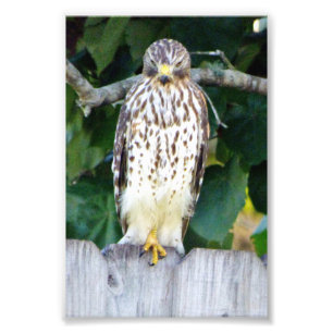 4x6 photo of hawk