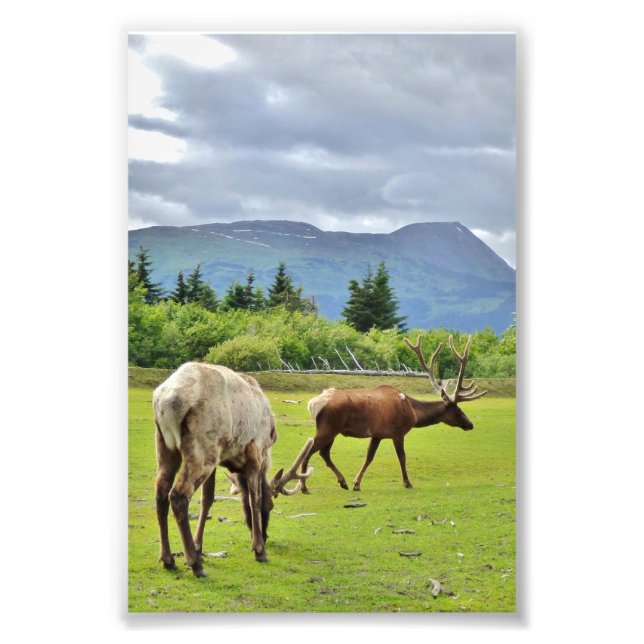 4x6 Photo Paper (Satin) of elk Print (Front)