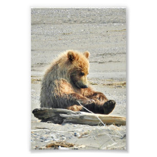 4x6 Photo Paper (Satin) of grizzly bear cub Print
