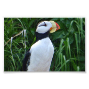 4x6 photo puffin print