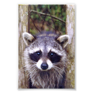 4x6 photo racoon print