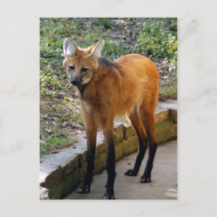 4x6 Postcard Template