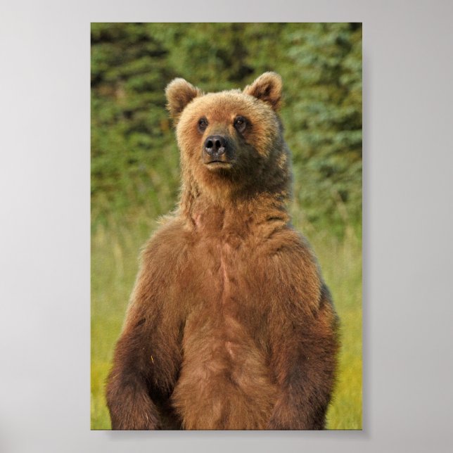 4x6 Poster Paper (Matte) de grizzli (Devant)