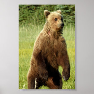 4x6  Poster Paper (Matte) of grizzly bear