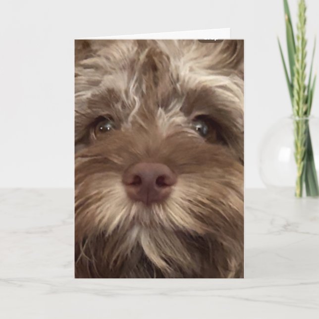 *50th BIRTHDAY HUMOR FROM COCKAPOO" Card (Front)